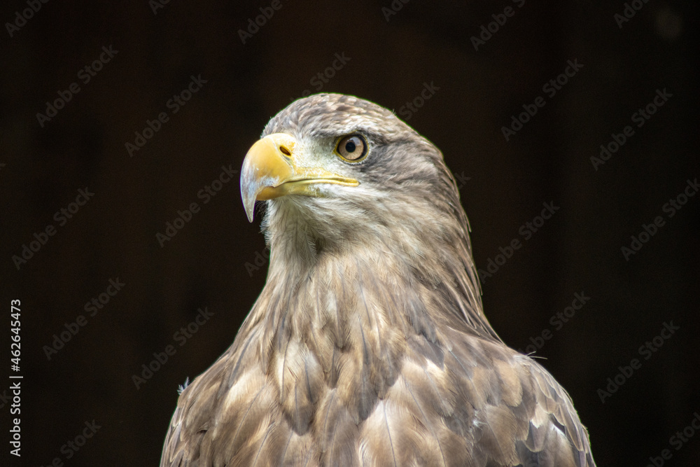 .Portrait of a steppe eagle (Aquila nipalensis) .Portrait of a steppe eagle (Aquila nipalensis)