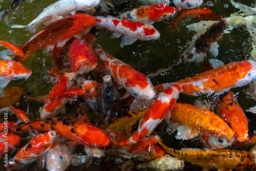 KOI fish in the dark pool. Many of koi fish are swimming in the dark background.