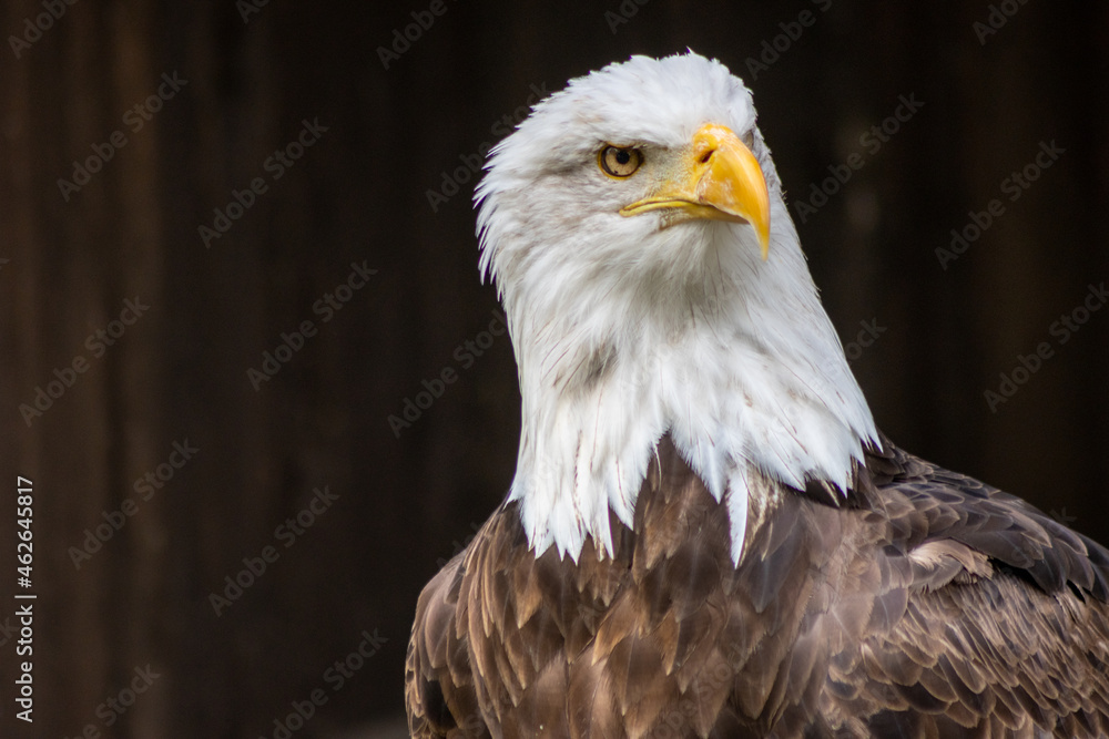The bald eagle (Haliaeetus leucocephalus) is a large bird of prey in the Accipitridae family. The bald eagle (Haliaeetus leucocephalus) is a large bird of prey in the Accipitridae family.