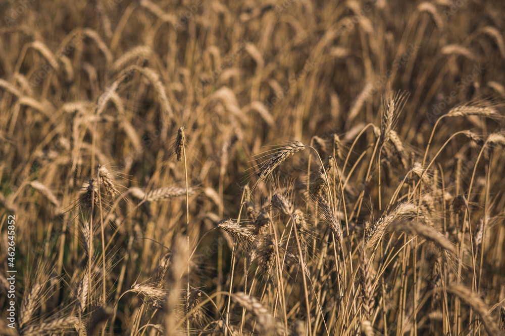 Fototapeta premium Ripe wheat ears background pattern.