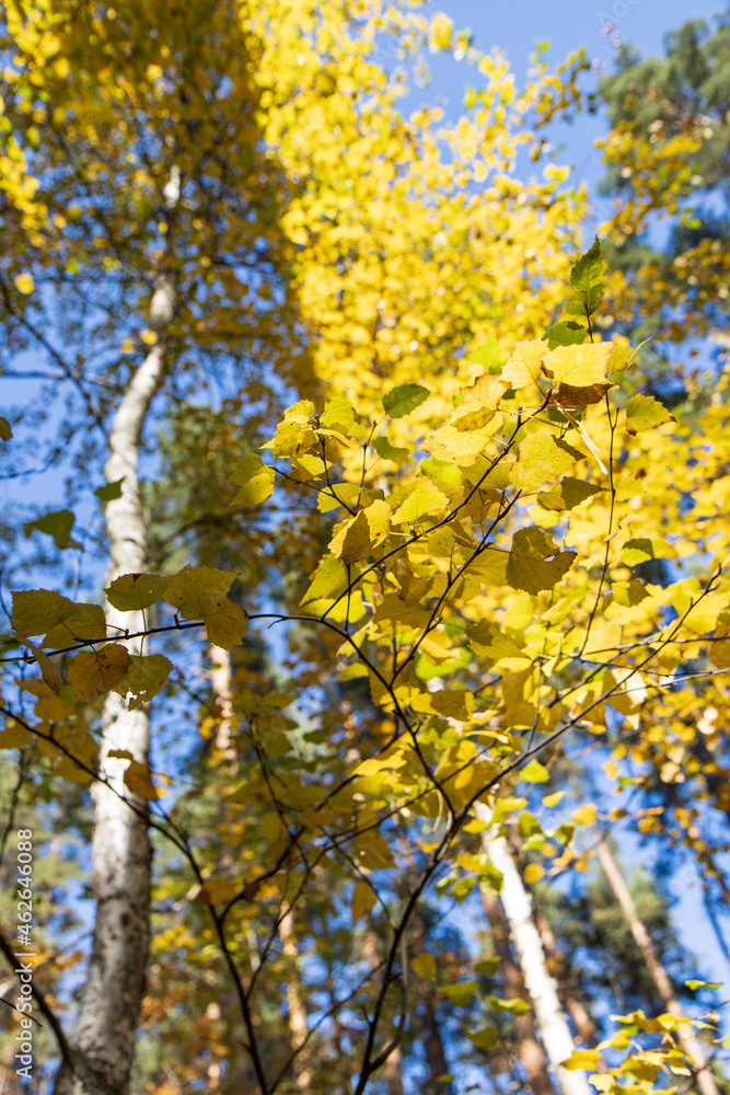 yellow leaves on birch as background yellow leaves on birch as background