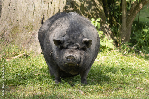 The pot-bellied pig comes from the binding pig, a Southeast Asian variant of the wild boar.