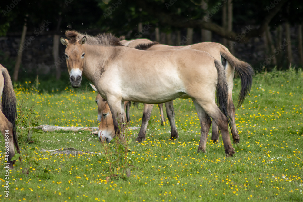 The Przewalski horse, also Takhi, Asian wild horse or Mongolian wild horse called, is the only subspecies of the wild horse which has survived in her wild form till this day. The Przewalski horse, also Takhi, Asian wild horse or Mongolian wild horse called, is the only subspecies of the wild horse which has survived in her wild form till this day.