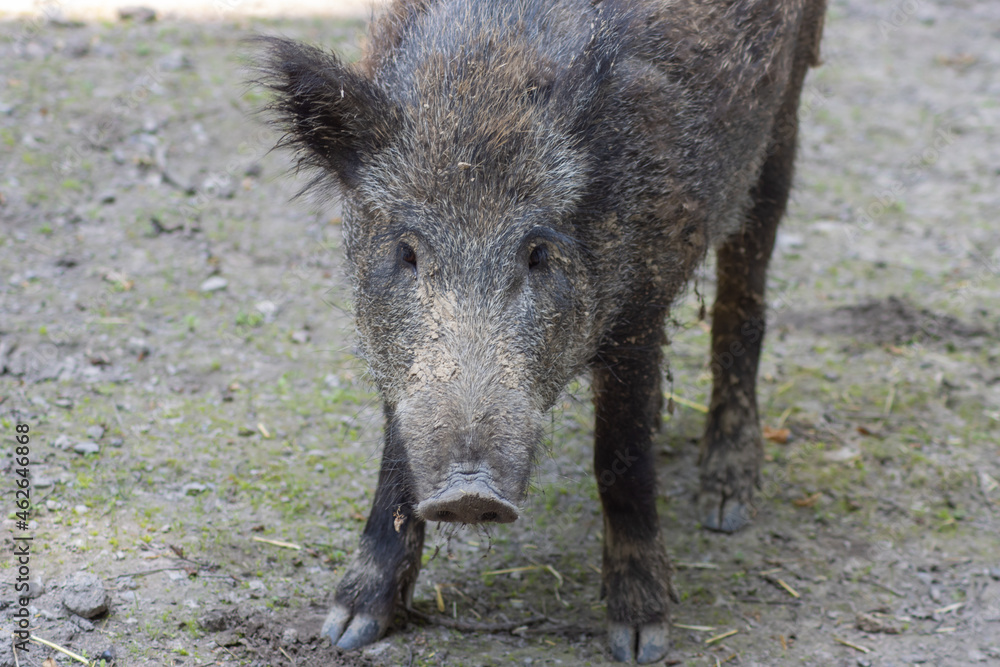 Portrait of a wild boar (Sus scrofa) Portrait of a wild boar (Sus scrofa)