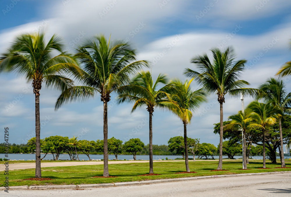Long exposure photo of palm trees swaying in the wind