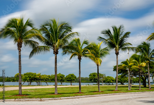 Long exposure photo of palm trees swaying in the wind