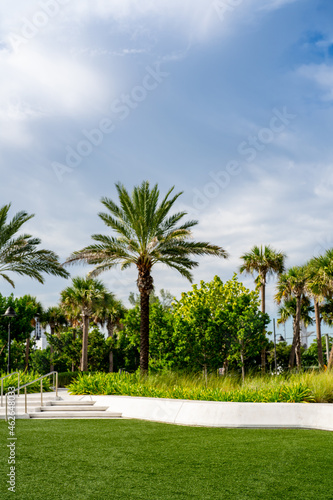 Las Olas Oceanside Park palm trees in nature scene © Felix Mizioznikov
