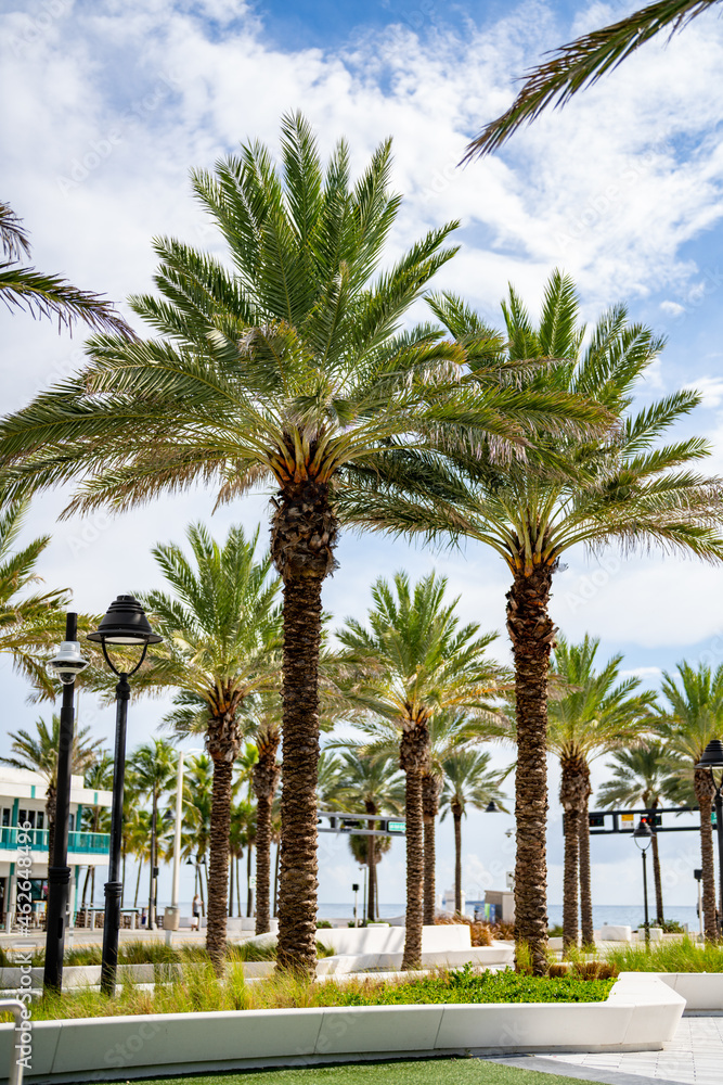 Obraz premium Las Olas Oceanside Park palm trees in nature scene