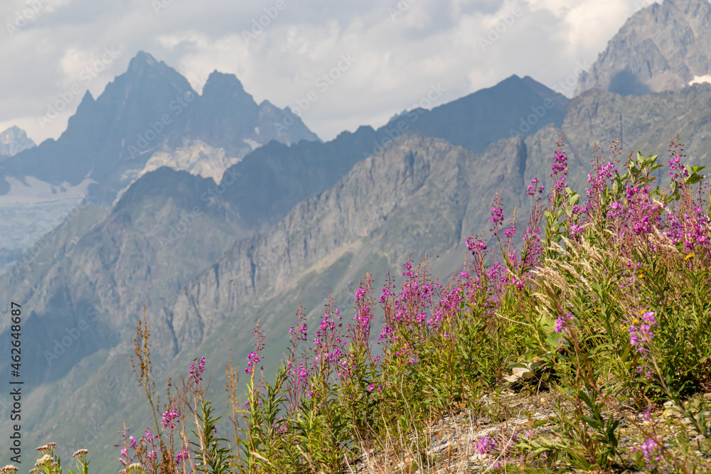 Naklejka premium A bushes of Rosebay Willowherb blooming in high Caucasus mountains in Georgia. There are high, snowcapped peaks in the back. Thick clouds in the back. Purple flowers. Idyllic landscape. Calmness