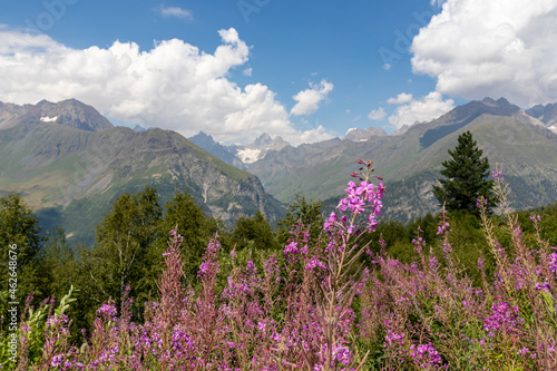 A bushes of Rosebay Willowherb blooming in high Caucasus mountains in Georgia. There are high, snowcapped peaks in the back. Thick clouds in the back. Purple flowers. Idyllic landscape. Calmness © Chris