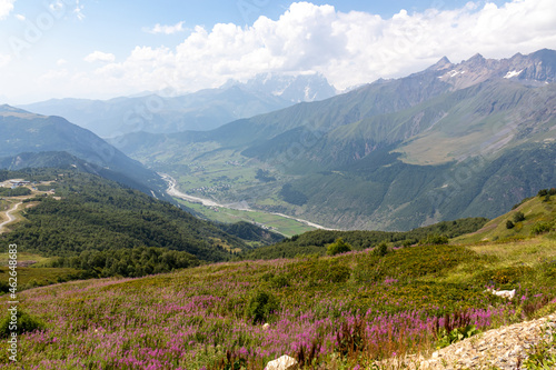 A bushes of Rosebay Willowherb blooming in high Caucasus mountains in Georgia. There are high, snowcapped peaks in the back. Thick clouds in the back. Purple flowers. Idyllic landscape. Calmness