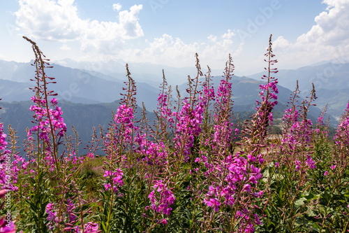 A bushes of Rosebay Willowherb blooming in high Caucasus mountains in Georgia. There are high, snowcapped peaks in the back. Thick clouds in the back. Purple flowers. Idyllic landscape. Calmness photo