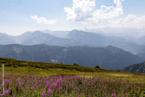 A bushes of Rosebay Willowherb blooming in high Caucasus mountains in Georgia. There are high  snowcapped peaks in the back. Thick clouds in the back. Purple flowers. Idyllic landscape. Calmness
