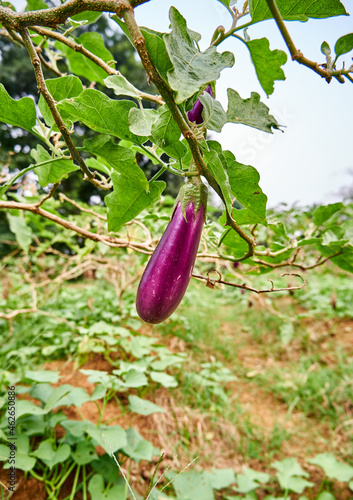 Fresh eggplant vegetables grown in the plantation. ready for harvest.