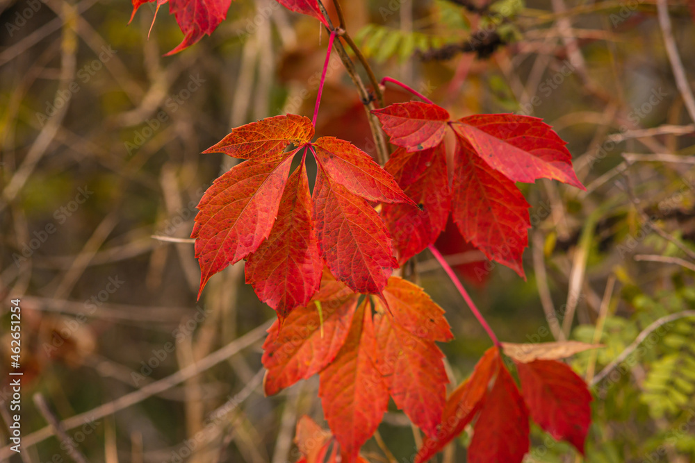 Obraz premium Red autumn leaves close up. Nature in the fall. Warm autumn day