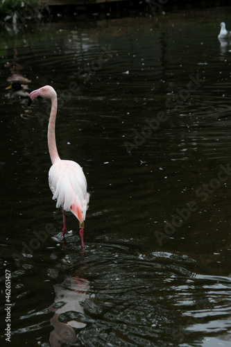 A close up of a Flamingo