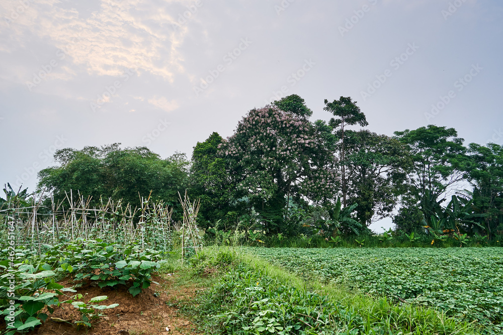 Fresh plantation landscape surrounded by beautiful trees in the afternoon.