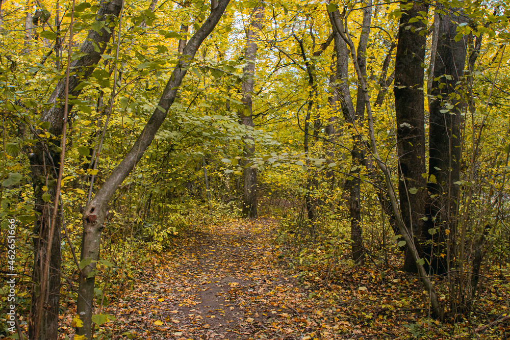 Obraz premium Gravel road in the autumn forest. The road is strewn with yellow leaves. Nature in the fall. Warm autumn day