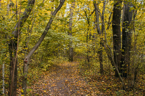 Gravel road in the autumn forest. The road is strewn with yellow leaves. Nature in the fall. Warm autumn day © Ruzanna