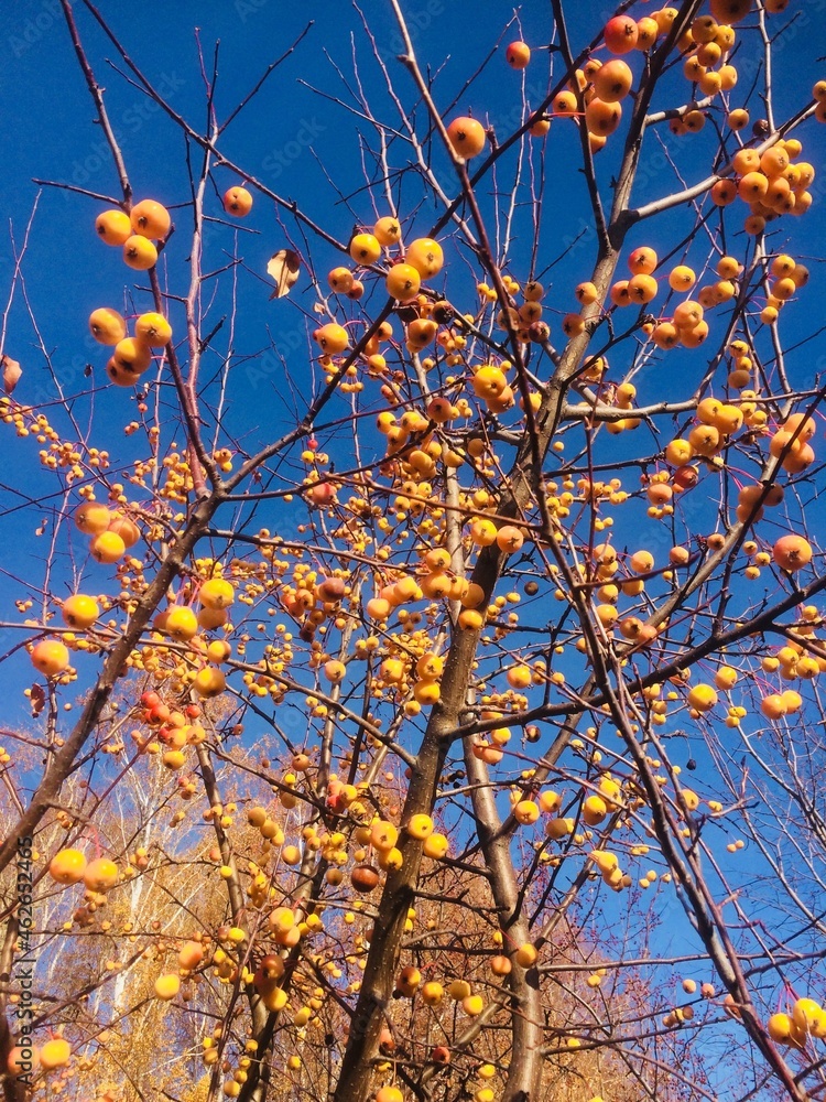 apple tree in autumn apple tree in autumn