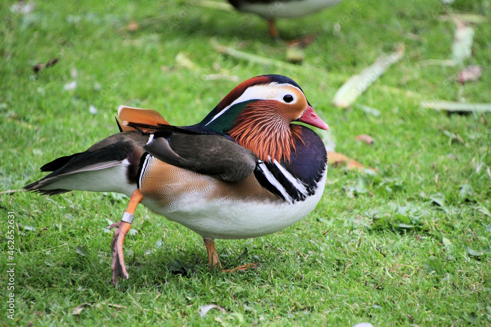 Obraz premium A close up of a Mandarin Duck