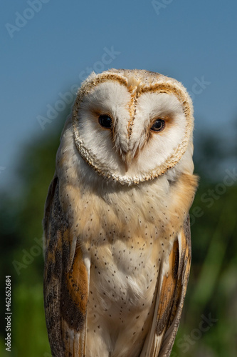 Portrait of barn owl