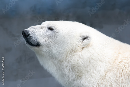 sleepy polar bear © Evgeniya Pechenina