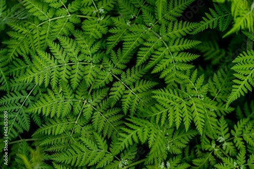 Top view on fern with black background