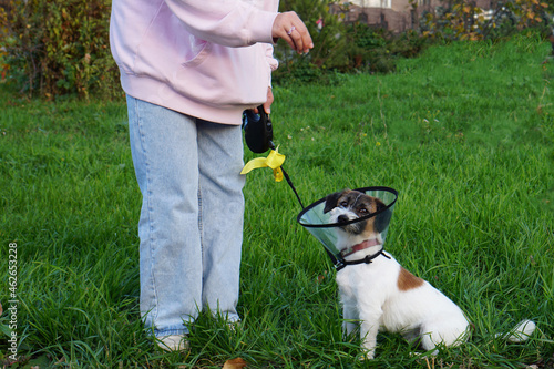 Sick dog wearing a funnel collar for a walk on a sunny day against a background of green grass. The yellow bow is a symbol of not suitable for an animal in Europe