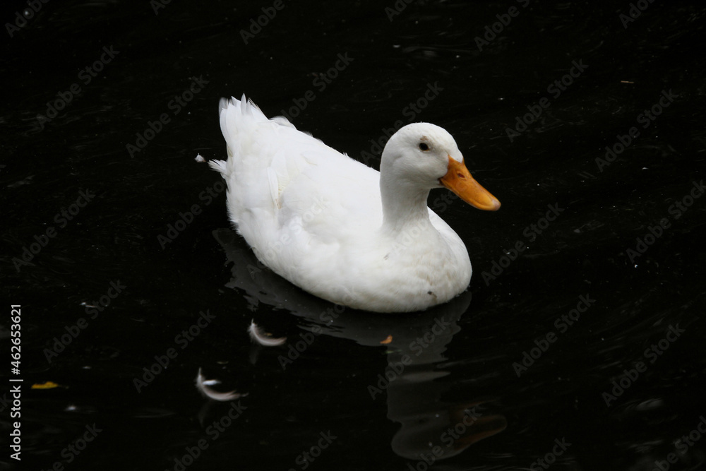 A close up of a White Duck