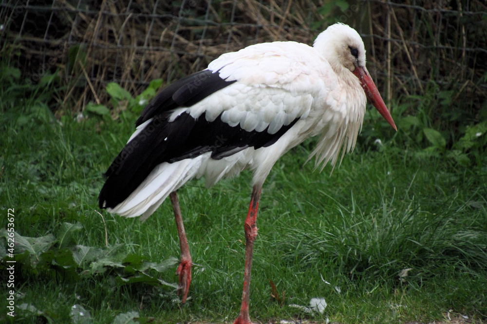 Fototapeta premium A close up of a White Stork