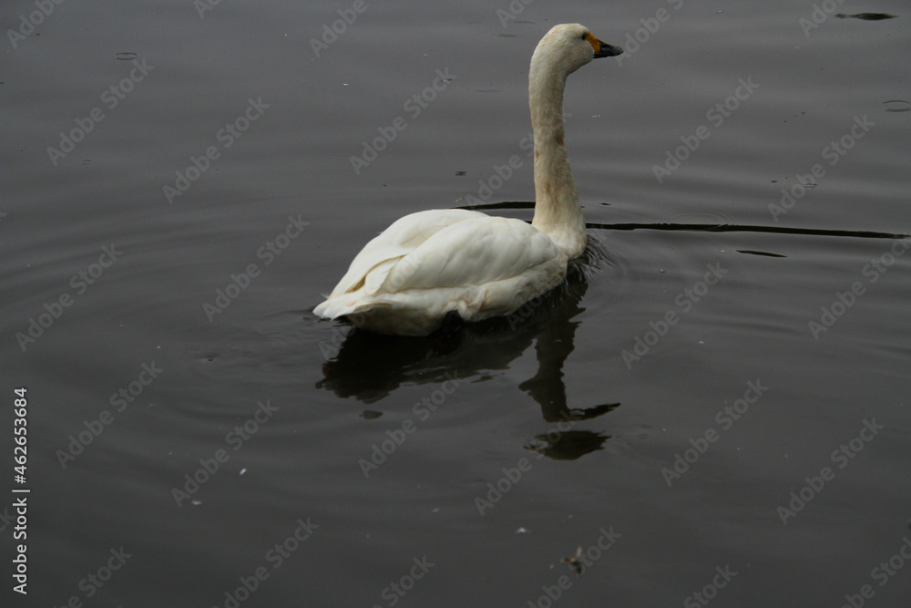 Fototapeta premium A close up of a Whooper Swan