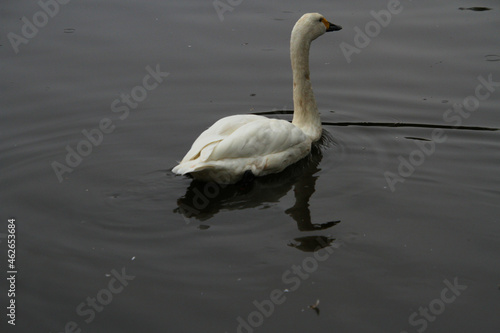 A close up of a Whooper Swan