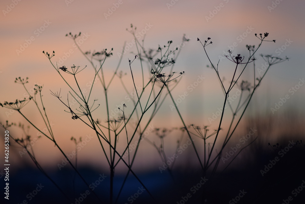 Obraz premium Silhouette of grass. On the Sunset. Orange tones of the sky. Sunset in winter. Photo background