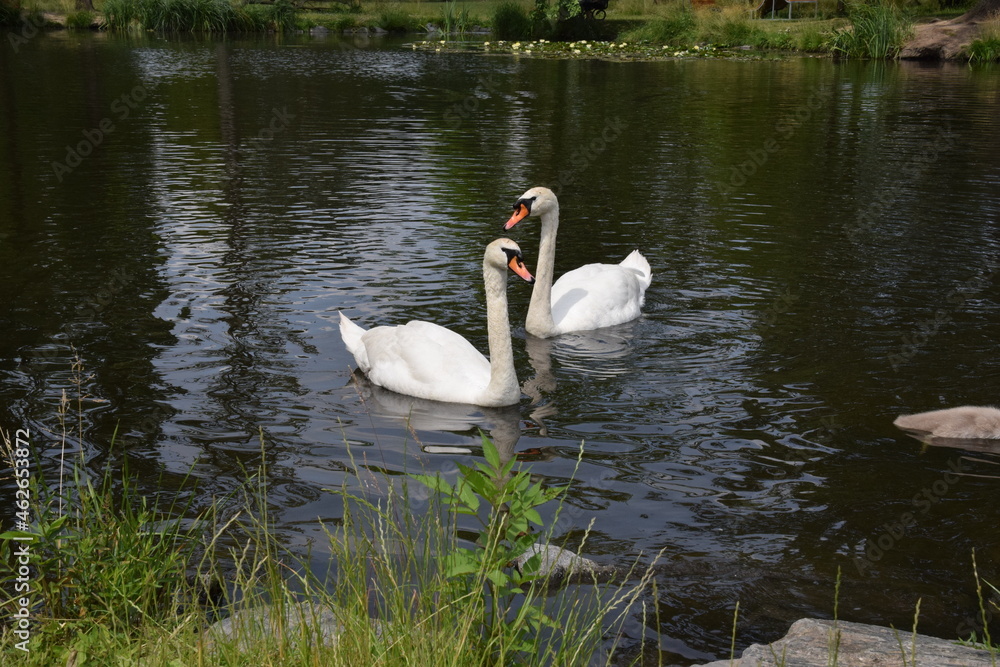 group of white Swan, the spring season birds, wildlife with swans and waterfowl during the spring, closeup group of white Swan, the spring season birds, wildlife with swans and waterfowl during the spring, closeup
