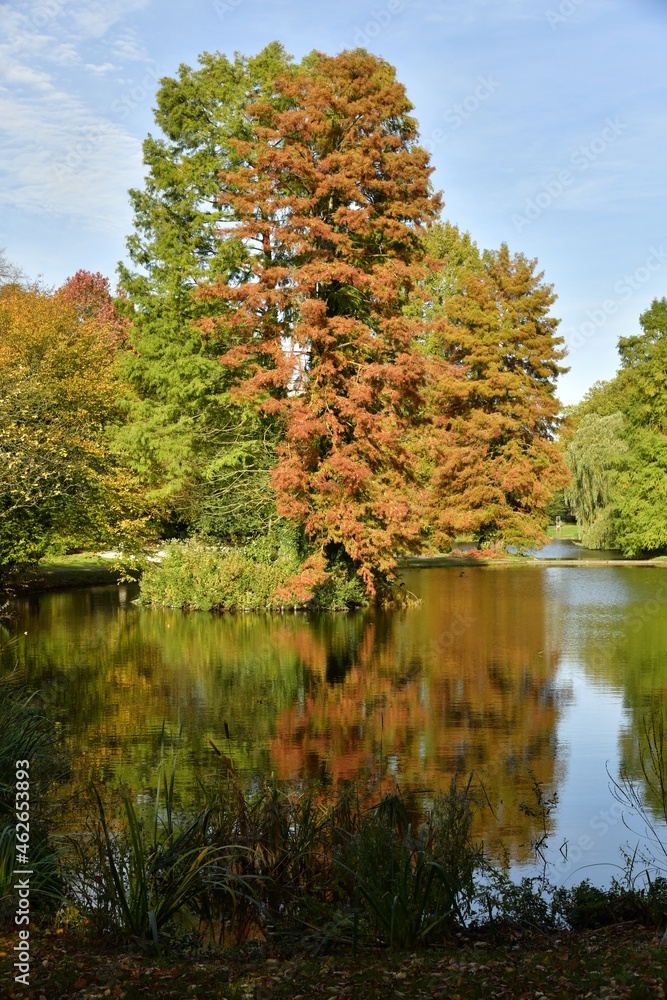 Contraste incroyable entre le vert et le brun d'une espèce de conifères en automne aux étangs du Leybeek à Watermael-Boitsfort Contraste incroyable entre le vert et le brun d'une espèce de conifères en automne aux étangs du Leybeek à Watermael-Boitsfort