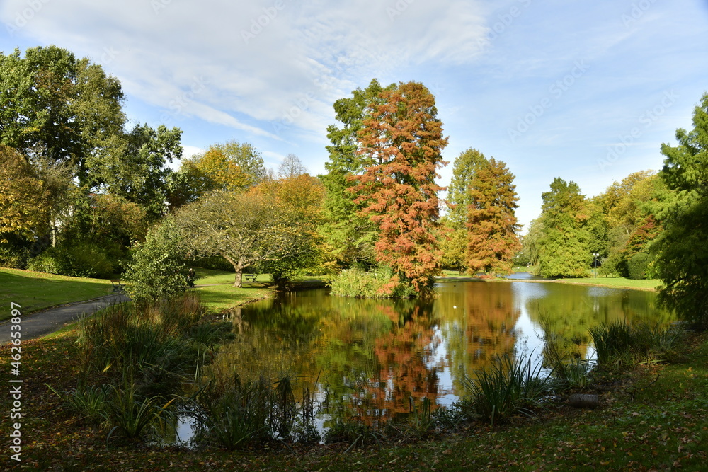 Contraste incroyable entre le vert et le brun d'une espèce de conifères en automne aux étangs du Leybeek à Watermael-Boitsfort 