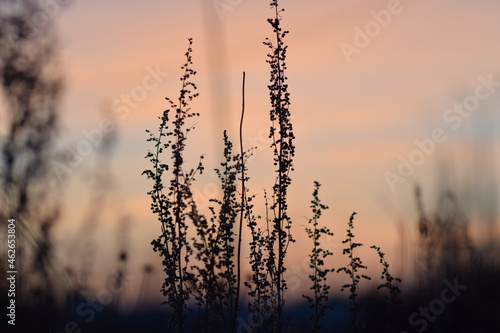 Silhouette of grass. On the Sunset. Orange tones of the sky. Sunset in winter. Photo background