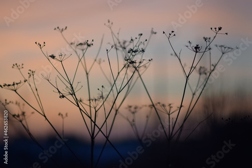 Silhouette of grass. On the Sunset. Orange tones of the sky. Sunset in winter. Photo background
