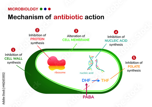 Mechanism of antibiotic action on bacteria cell 