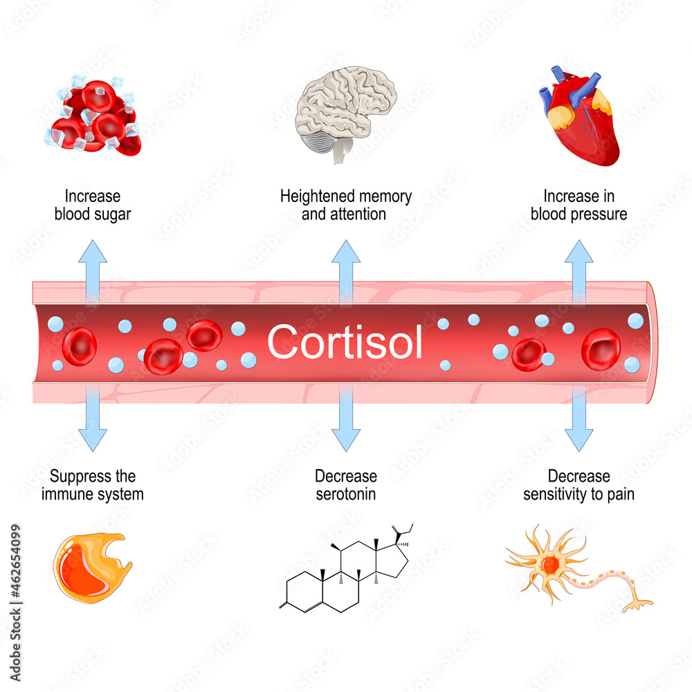 Cortisol. Health effects of hormone adrenal gland. Stock Vector | Adobe ...