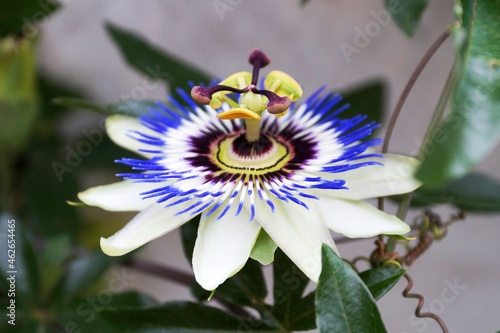 blue passionflower close up, passiflora caerulea photo