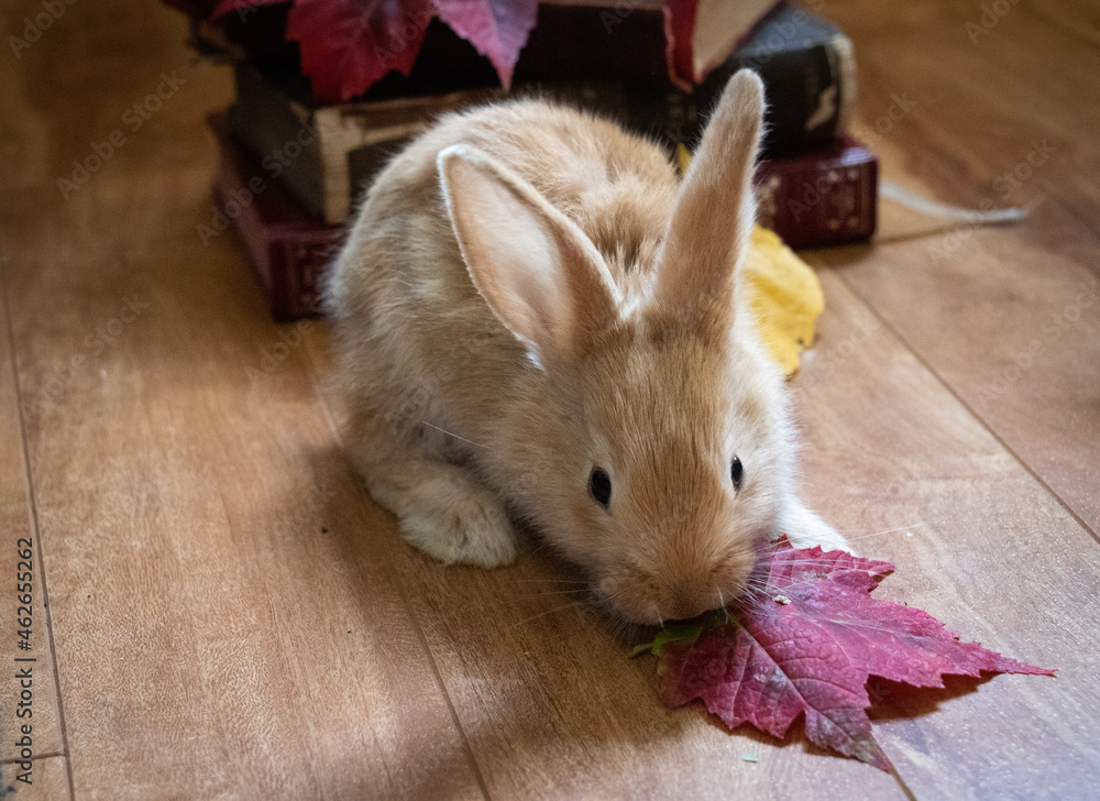 Little Fawn Brown Flemish Giant Rabbit Chewing on a Fall Maple Red Leaf