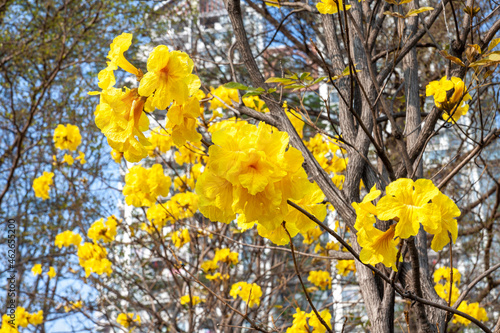 Beautiful flowers of blooming golden trumpet tree, blooming guayacan, handroanthus chrysotrichus