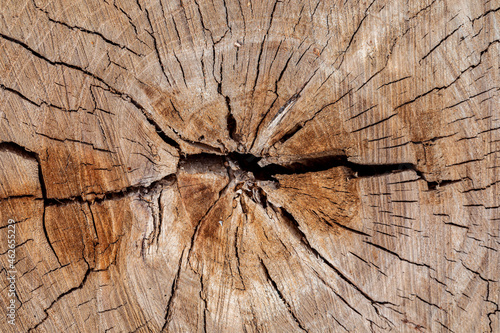 Texture of cut old tree stump with annual rings and cracks. Wooden texture