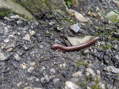 Large millipede on gravel trail