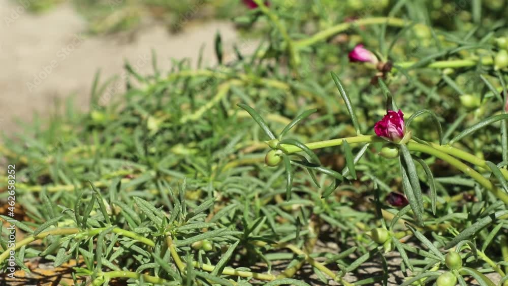 Young magenta flowers and green buds of Portulaca grandiflora, also called rose moss or moss-rose purslane, beautifully swaying in the gentle breeze. Young magenta flowers and green buds of Portulaca grandiflora, also called rose moss or moss-rose purslane, beautifully swaying in the gentle breeze.