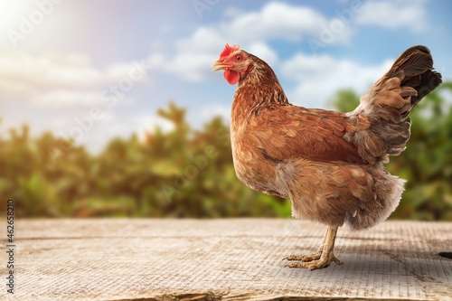 Fototapeta Brown hens posing, Laying hens farmers concept.