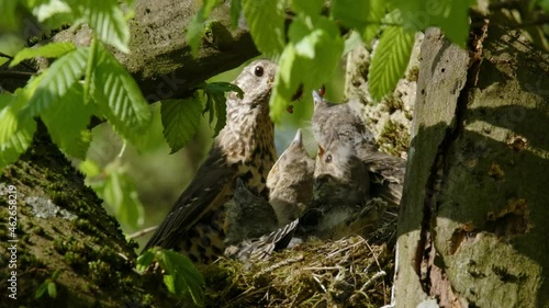 Mistle thrush (Turdus viscivorus) feeding chicks in nest, bird family in tree photo