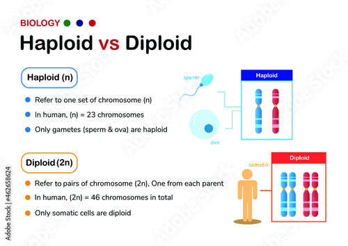 Biology diagram explaining the difference between haploid and diploid photo